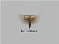 藏品(細豹斑蠹蛾)的圖片